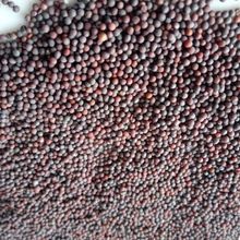 Black Mustard Seed