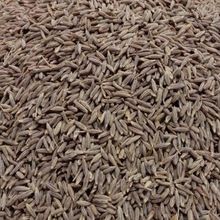 Cumin Seed