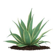 Aloe vera Plants