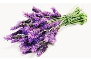 Lavender Oil