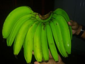 Cavendish Bananas