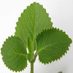 Indian Borage