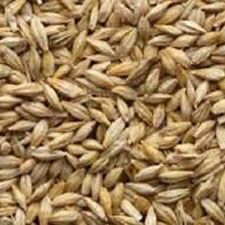 Barley