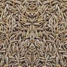 Cumin Seed