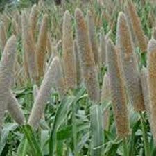 Pearl Millet