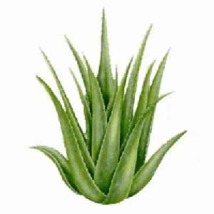 Aloe Vera Extract