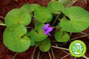 Brahmi Extract