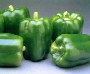 Capsicum Extract