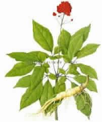 Ginseng Extarct