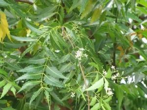 Neem Extract