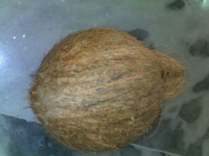 Coconut