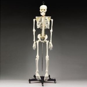 Human Skeleton