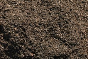 Chicken Manure