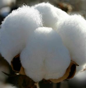 Indian Raw Cotton