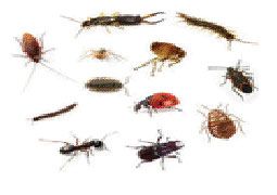 Crawling Insects Pest Control Services