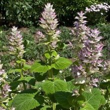 Clary Sage Oil