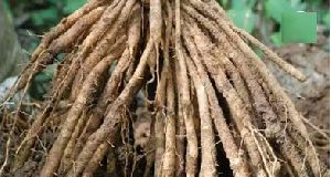 Shatavari Roots