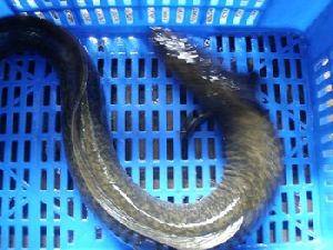 Fresh Water Live EEL fish