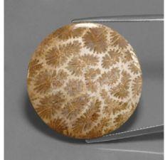 Fossil Coral Gemstone