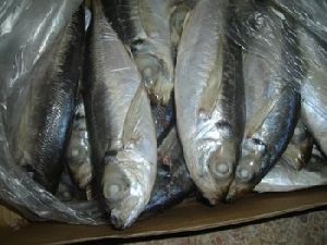 Horse Mackerel Frozen Fish