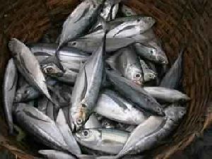 Indian Mackerel Fish