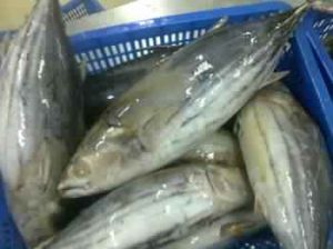 Skipjack Tuna Fish