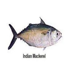 Indian Mackerel
