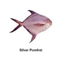 Silver Pomfret