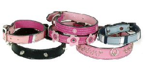 Dog Collars