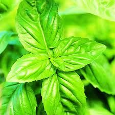 Basil Oil