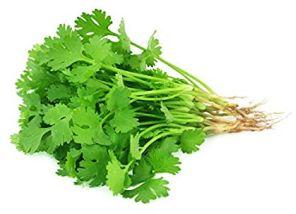 Fresh Coriander