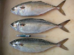 Indian Mackerel