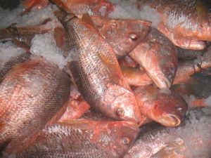 Red Snapper Fish