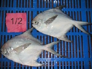 Silver Pomfret Fish