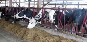 Dairy Excel Cattle Feed