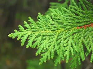 Cedarleaf (Thuja) Hydrosol