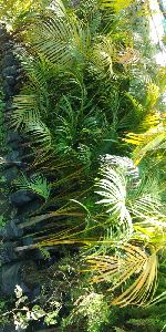 Areca Palm Plant