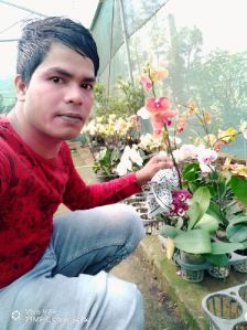Orchids Flower  Plant