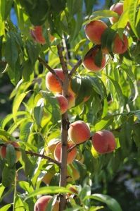 Belle Peach Plant