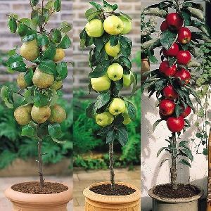 Dwarf Apple Plant