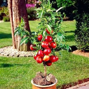 Dwarf Plum Tree