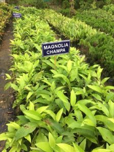 Magnolia Champaca Plant