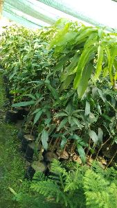 Mango Malda Grafted Plant