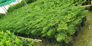 Pine Australian Trees