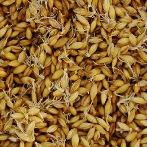 Barley Seeds