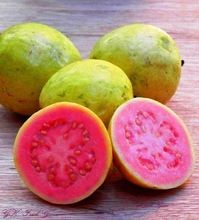 Premium Pink Guava Pulp