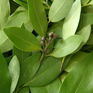 Bay Leaf Oil