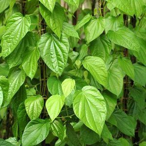 Betel Leaf Oil