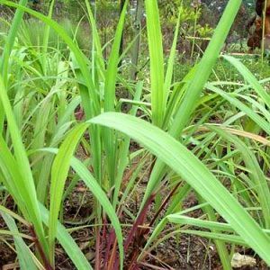 Citronella Oil