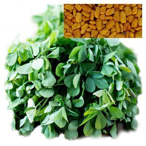 Fenugreek Oil